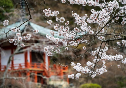 Popularny festiwal odwołany, a podatek turystyczny w górę. Japonia nie radzi sobie z tłumami