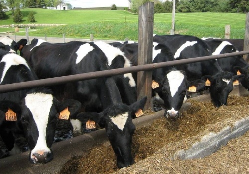 Przejście ukraińskich gospodarstw mlecznych na standardy UE pochłonie 11 mld hrywien