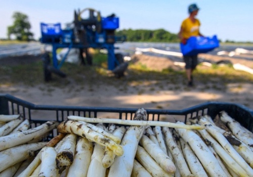 Rolnicy z Niemiec chcą płacić mniej Polakom. Forsują zmiany w przepisach