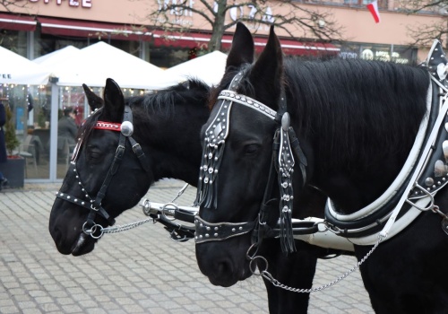 Dorożki chwilowo znikną z Rynku Głównego. Miasto przygotowuje się do wydarzenia