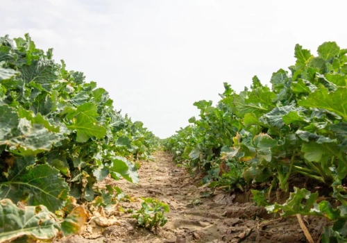 Rzepak ozimy - właściwa struktura gleby i precyzyjne nawożenie