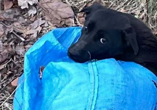 Wstrząsające odkrycie pod Wiskitkami. Młody pies wrzucony do rowu w torbie