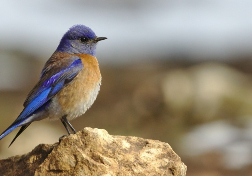 Czym jeszcze mogą zaskoczyć nas ptaki? Niedopałki papierosów w gniazdach!