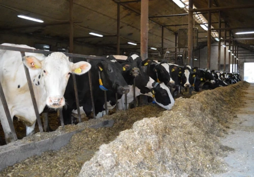 Nowy indeks dla bydła mlecznego. Co się zmieni od sierpnia 2026?