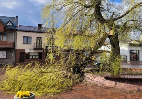Wichura uszkodziła symbol Gorzkowic. Co dalej z wierzbami na Rynku?