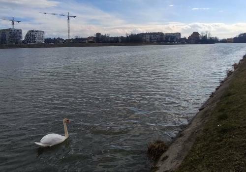 Wielkie sprzątanie brzegów Wisłoka. Rzeszowscy społecznicy ruszają do akcji w ramach Operacji Czysta Rzeka