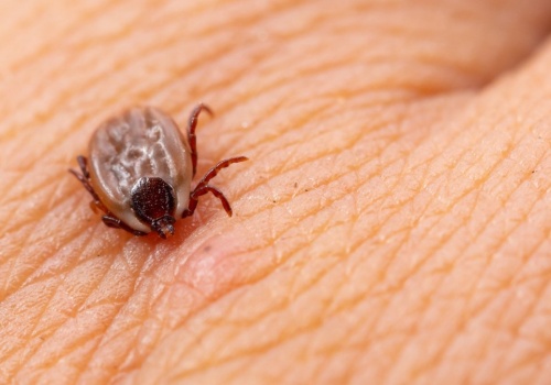 Są nie tylko w lasach, ale też w mieście. Tak uchronisz się przed kleszczem
