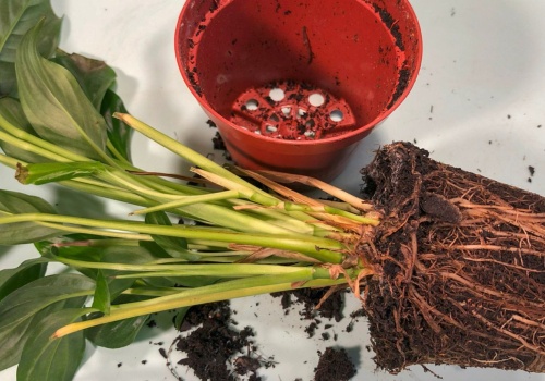 Liście żółkną, a ty dalej czekasz? Jeden drobiazg oznacza, że jest już za późno