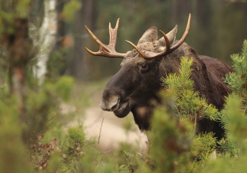 Młody łoś spacerował po Legionowie. Mieszkańcy zaskoczeni nietypowym gościem