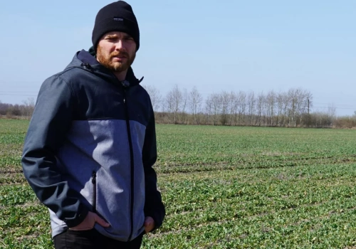 Rzepak stał w miejscu, teraz ma kilka dni. „Jeden zabieg zdecyduje o plonie”