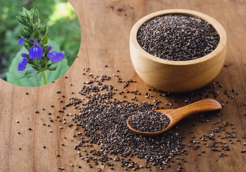 Nasiona chia (szałwia hiszpańska) – właściwości i zastosowanie