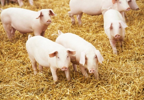 Tucz zakupionego warchlaka mocno nieopłacalny. Nawet 300 zł pod kreską na każdej świni