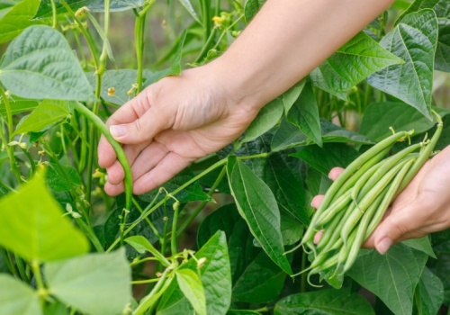 Polacy jedzą regularnie. Ta roślina trafiła na listę najbardziej toksycznych 2026