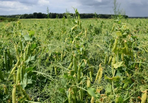Szacowanie strat oderwane od rzeczywistości? Rolnik: 