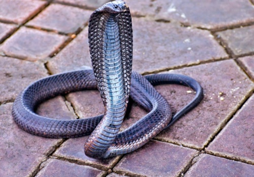 Wąż, który miał zabić słynną królową. Jad kobry testują na raka piersi