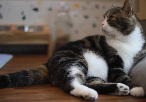 Kot ze wścieklizną ugryzł swojego właściciela. Zwierzę zdechło, a eksperci alarmują