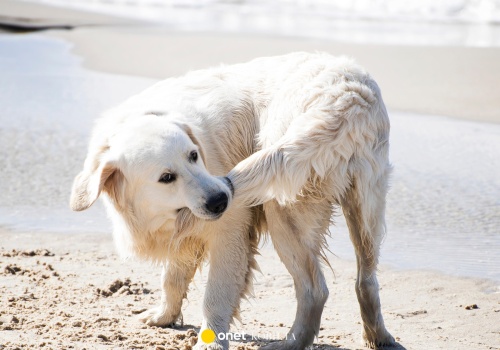 Dlaczego pies goni swój ogon? Chce ci przez to coś powiedzieć