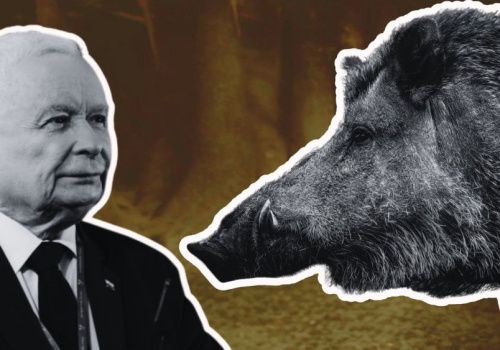 Dzik jest dziki, Kaczyński chrumka, ASF hula. Za 700 mln zł zaprosiliśmy dziki do miast