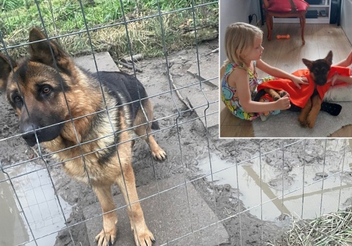 Pies odebrany rodzinie z Podgórza. Walczą o jego powrót. 