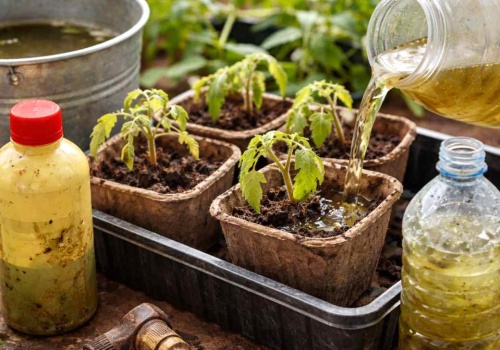 Zamiast rosnąć – chorują! Tej wody nigdy nie używaj do siewek pomidorów