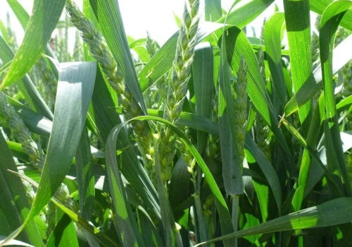 Kiedy trzecia dawka azotu na pszenicę? To zależy, co chcesz poprawić