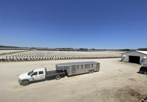 Rolnicy pokazują: tak hoduje się cielęta w USA. Skala wbija w fotel