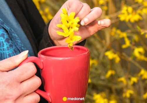 Zbierz te żółte kwiaty i zaparz jak herbatę. Naturalny sposób na odporność