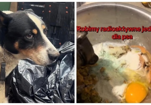 Bulwersująca sprawa. Internauci poszukują dziecka, które na TikToku znęca się nad psem