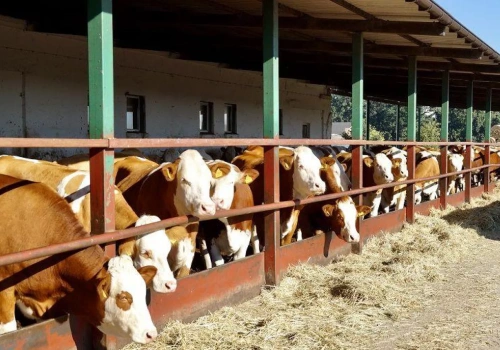 Byki droższe nawet o 1,20 zł. Jakie są ceny bydła?