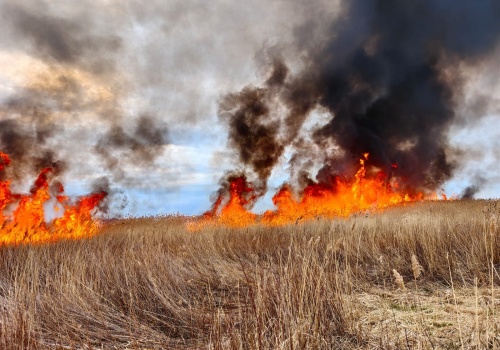 Kolejny pożar trzcinowiska