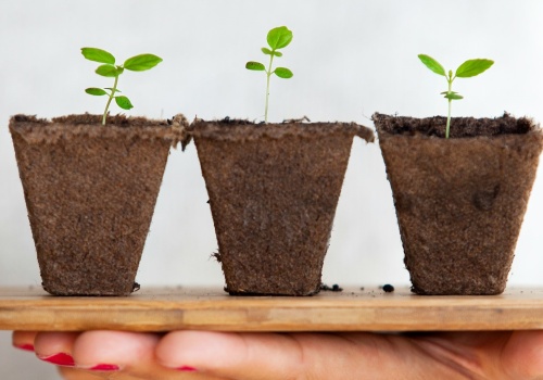 Polscy naukowcy sprawdzają jak rośliny selekcjonują mikroorganizmy