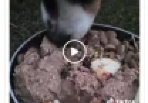 WYKOP EFEKT Zwyrolka znęca się nad psem podając mu środki chemiczne i bijąc