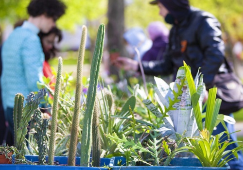 Nowe targi ogrodnicze już w maju. Rośliny, rękodzieło i lokalne produkty w jednym miejscu
