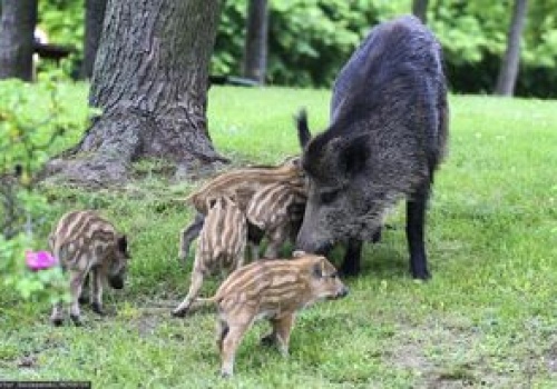 To nie Warszawa. W tym polskim mieście nie zabijają dzików