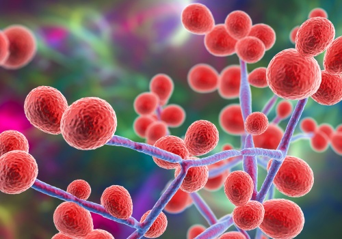 Grzyb, z którym żyjemy. Naukowcy z UW odkrywają, jak działa Candida albicans