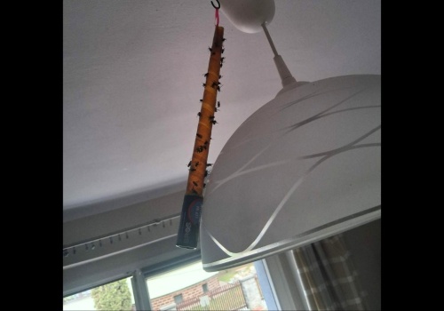 Plaga much wróciła do Piekar Śląskich. Mieszkańcy są przerażeni: „Co będzie w wakacje?”