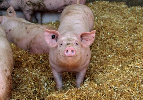 ASF przyspiesza wraz z pracami polowymi. Ponad 100 nowych przypadków w tydzień