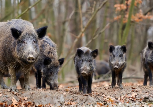 Jaka jest populacja dzika w miastach? Eksperci alarmują