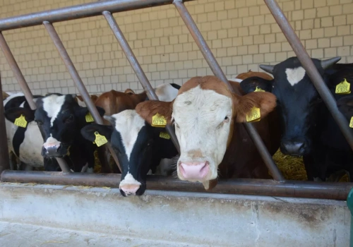 Japonia szerzej otwiera się na polską wołowinę. Eksport przyspieszy?