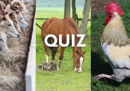 Quiz. Byłeś kiedyś na wsi? Sprawdź co wiesz o zwierzętach tam żyjących