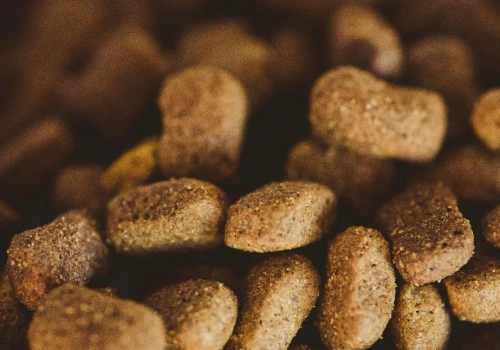 Na co uważać przy wyborze karmy dla psa? Kompleksowy przewodnik dla świadomego opiekuna