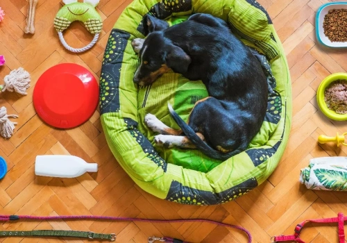 Dlaczego warto postawić na zakupy zoologiczne w internecie? 8 przekonujących powodów, które zmieniają sposób dbania o zwierzęta