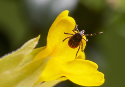 Cynamon i olejki nie wystarczą. Ten składnik naprawdę „ukrywa” cię przed kleszczami