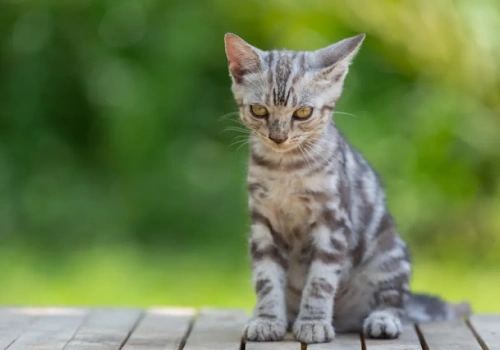 Sterylizacja i kastracja psów i kotów