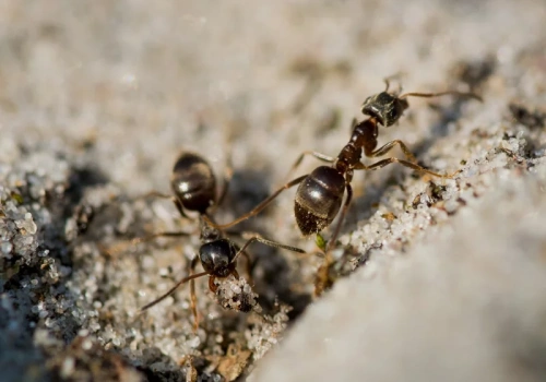Rozsyp to w ogrodzie i patrz, jak mrówki uciekają w panice. Działa momentalnie