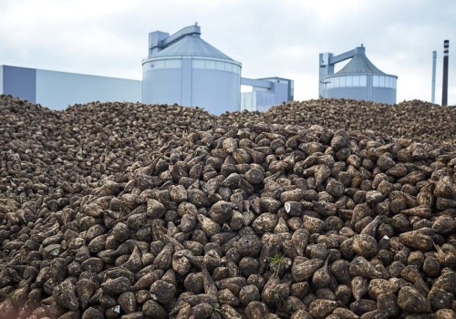 Cięcia kontraktacji w Polsce. Burak przestaje się opłacać?