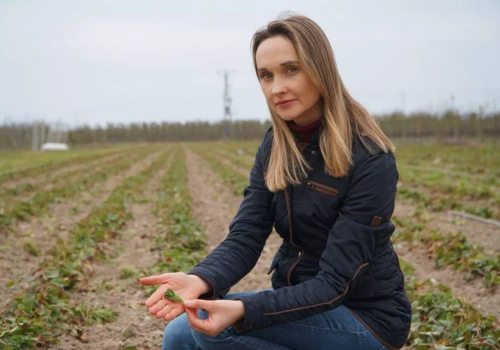 Truskawka weszła w wegetację. Teraz najważniejsze: korzenie, woda i ocena szkód