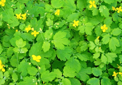 Ta roślina została wycofana z rynku. Sprzedaż potrwa tylko do 4 maja