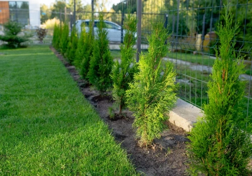 Tuje przy płocie wyglądają dobrze tylko na początku. Dystans ratuje ogród i relacje z sąsiadem