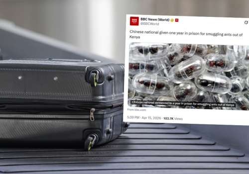 Próbował przemycić 2200 mrówek w bagażu. Jest decyzja sądu